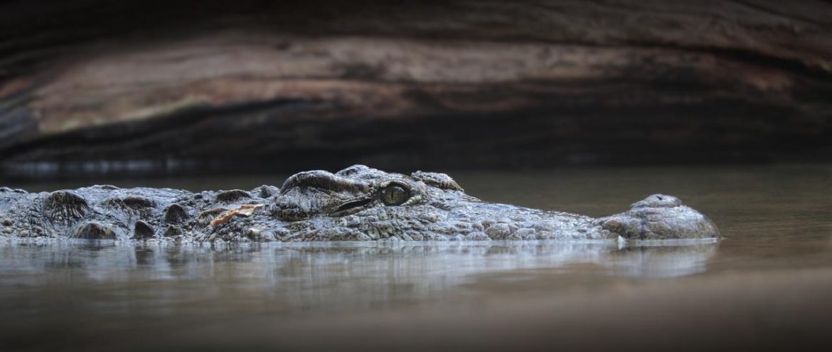 Common Wildlife Seen on New Orleans Swamp Tours