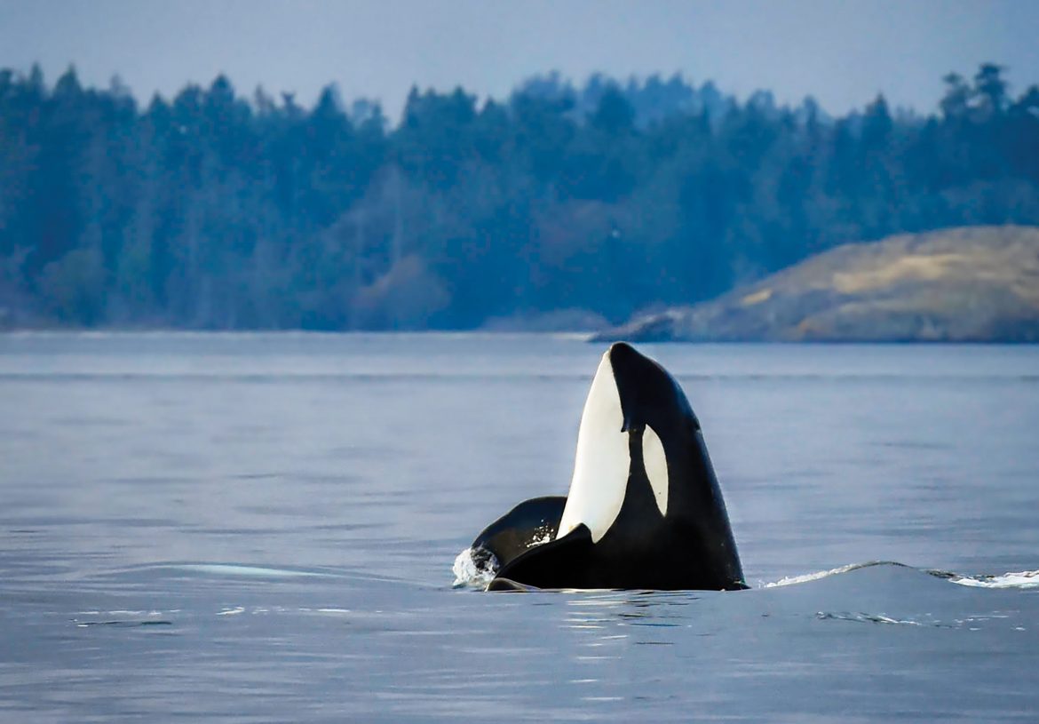 Why Is Everything Whole and Holy Except Man?