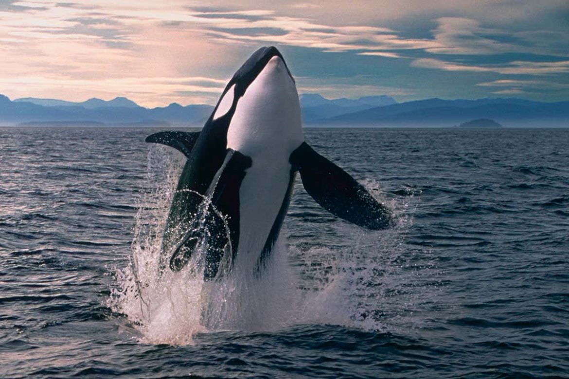Orcas, Humans, Aliens and Intelligence