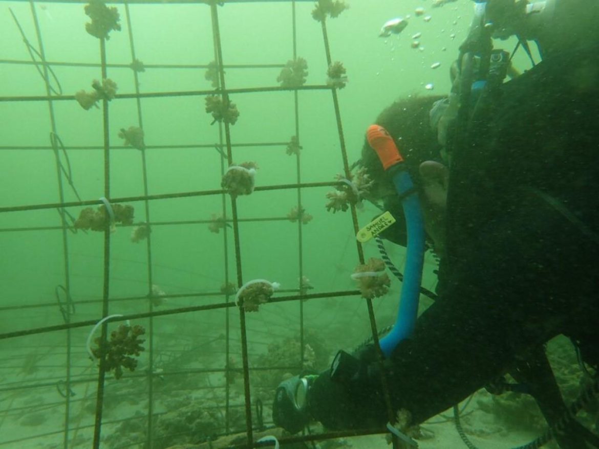 Coral Crusaders: Guanacaste’s Underwater Guardians at Chora Island