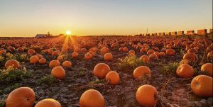 pumpkin patch haloween