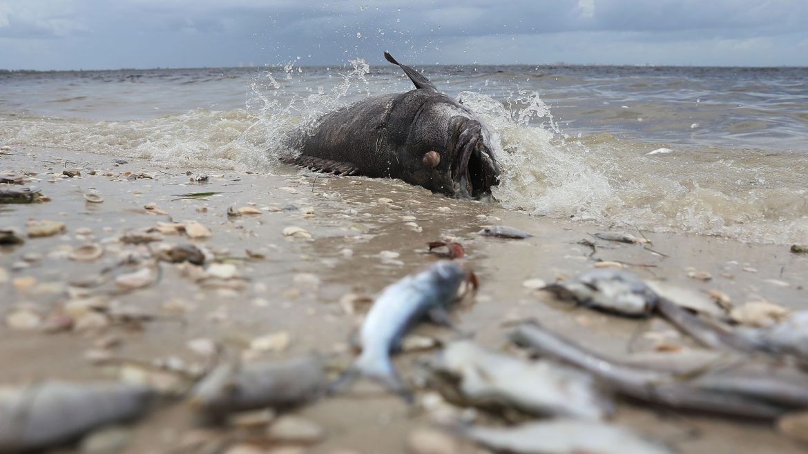 Red Tide That is Killing Florida Marine Life