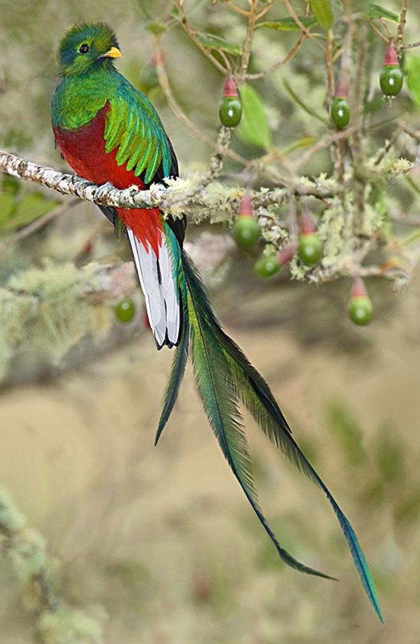 resplendent quetzal costa rica