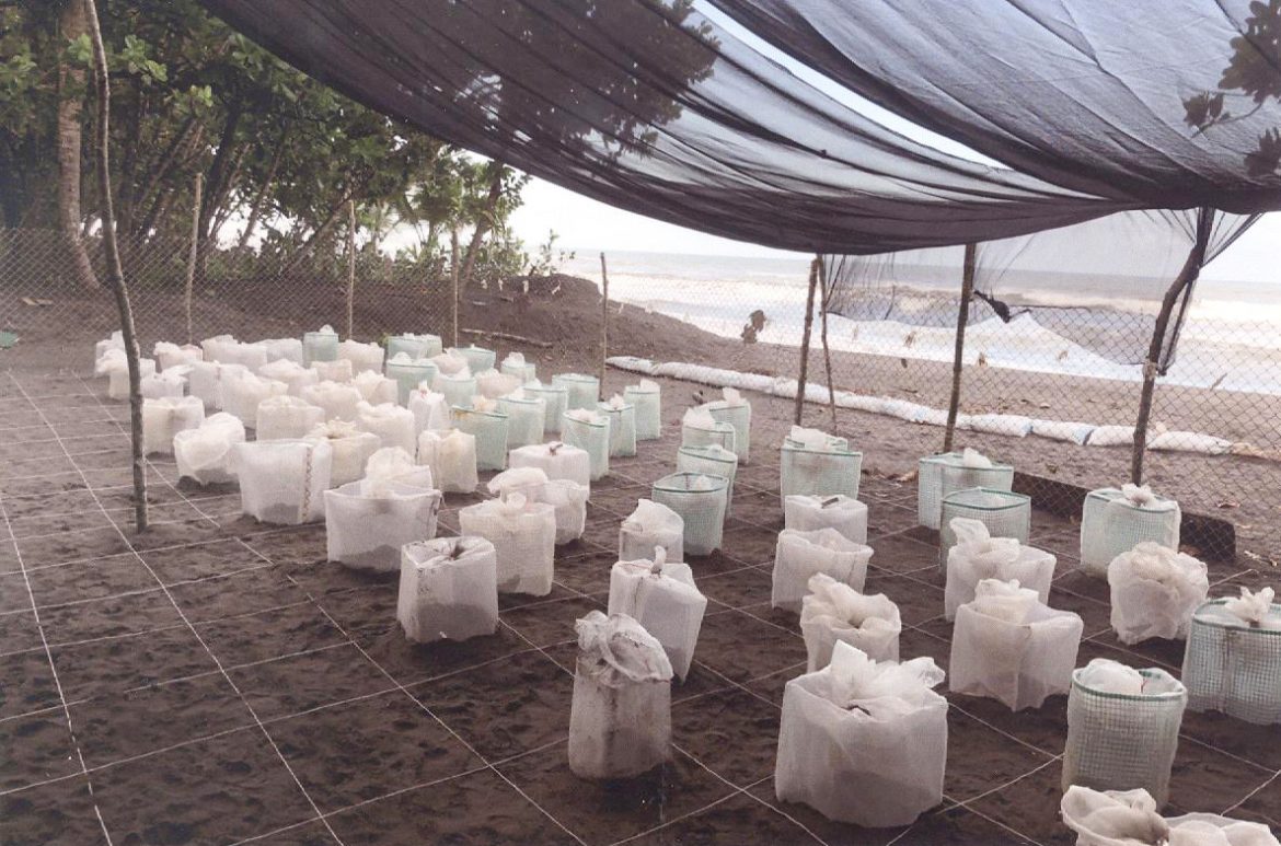 Volunteering to Help Endangered Sea Turtles in Costa Rica