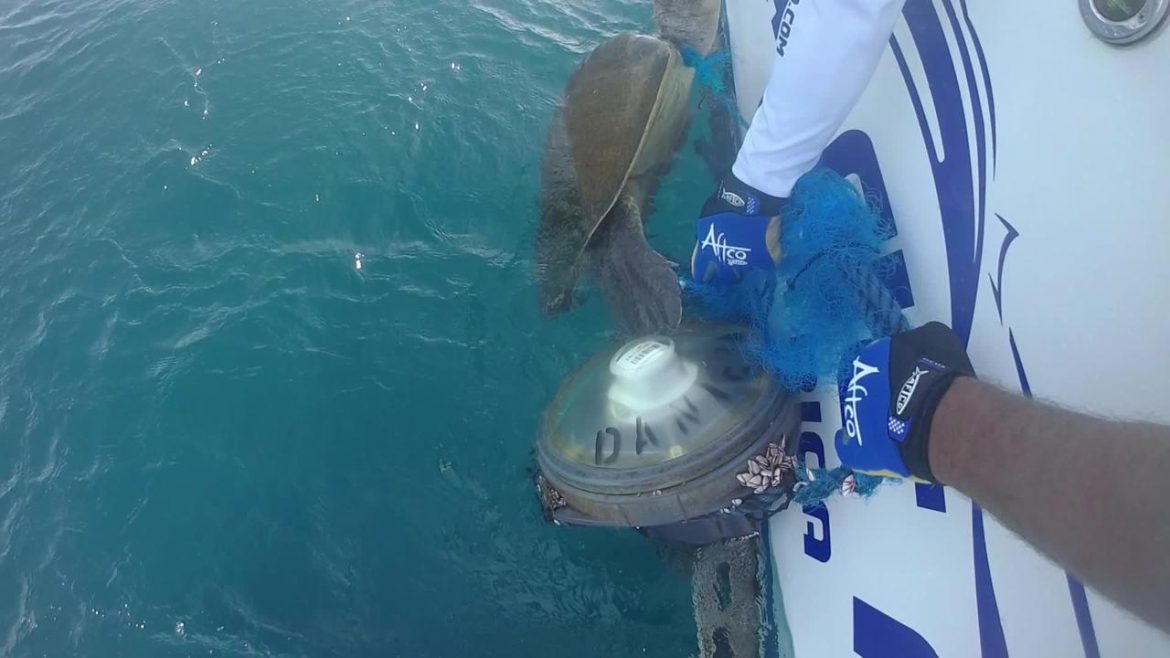 Sea Turtle Rescue While Vacationing in Costa Rica