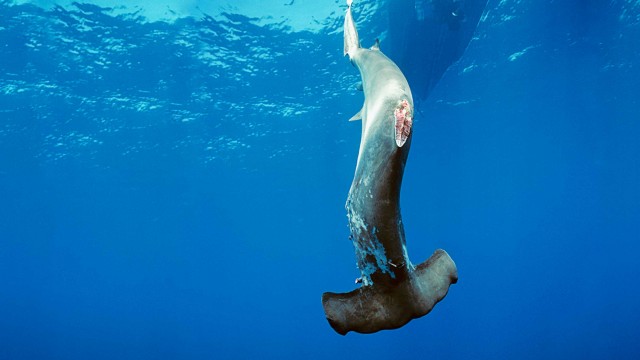 shark finning costa rica main2