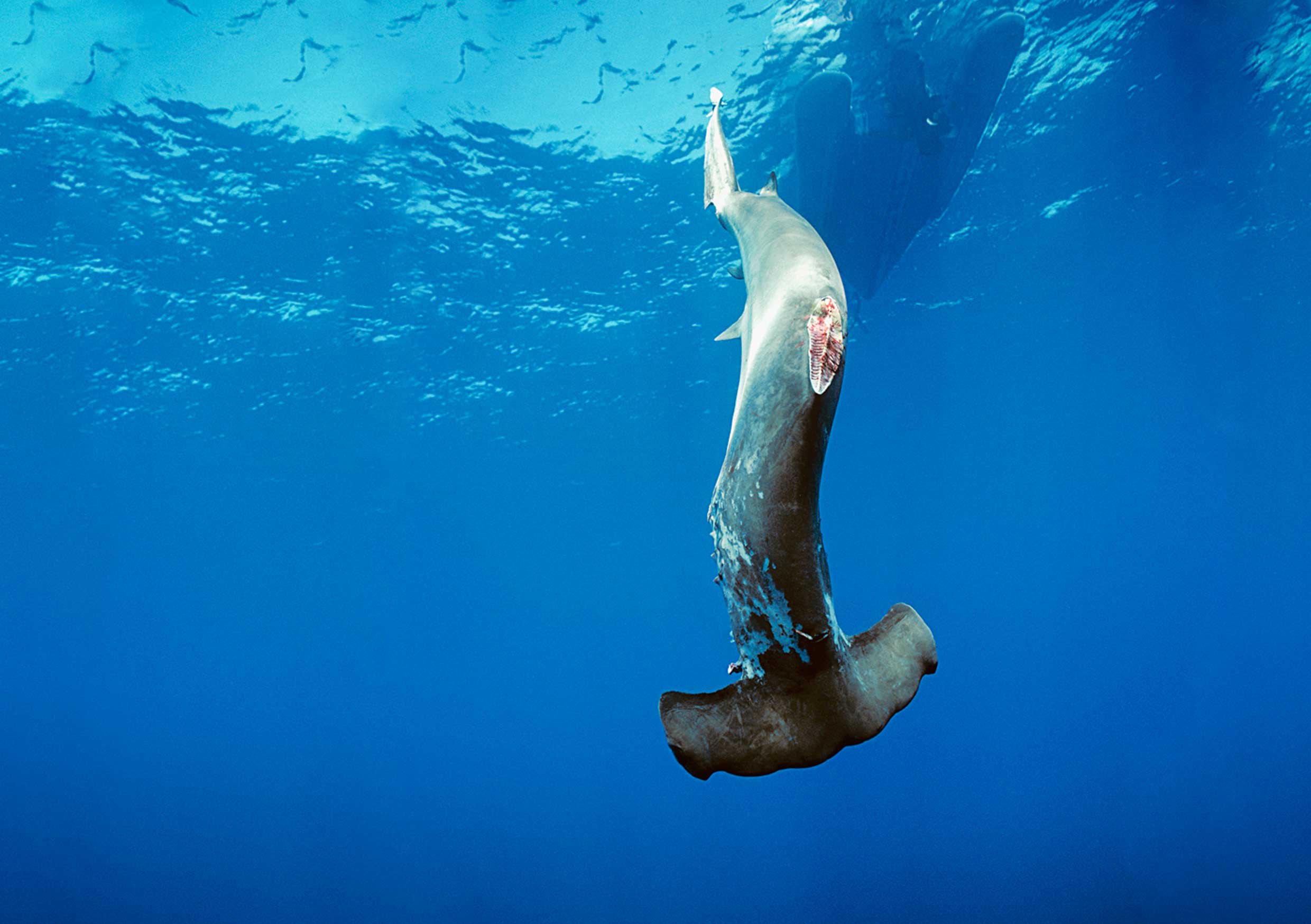 shark finning costa rica