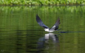 swallow skimming water