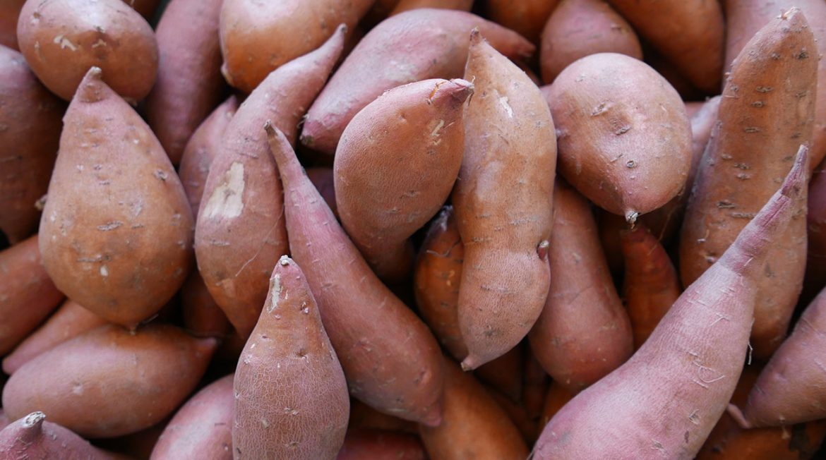 Sweet Potato Introduced in Costa Rica