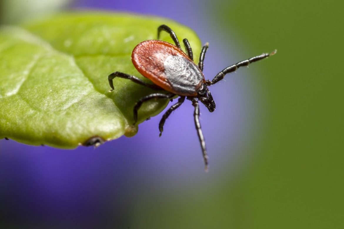 Why You Should Be Worrying About Ticks & The Diseases They Carry