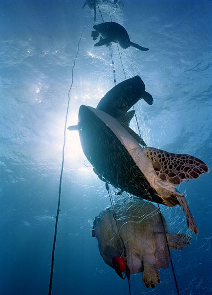turtle caught in fishing net costa rica 1