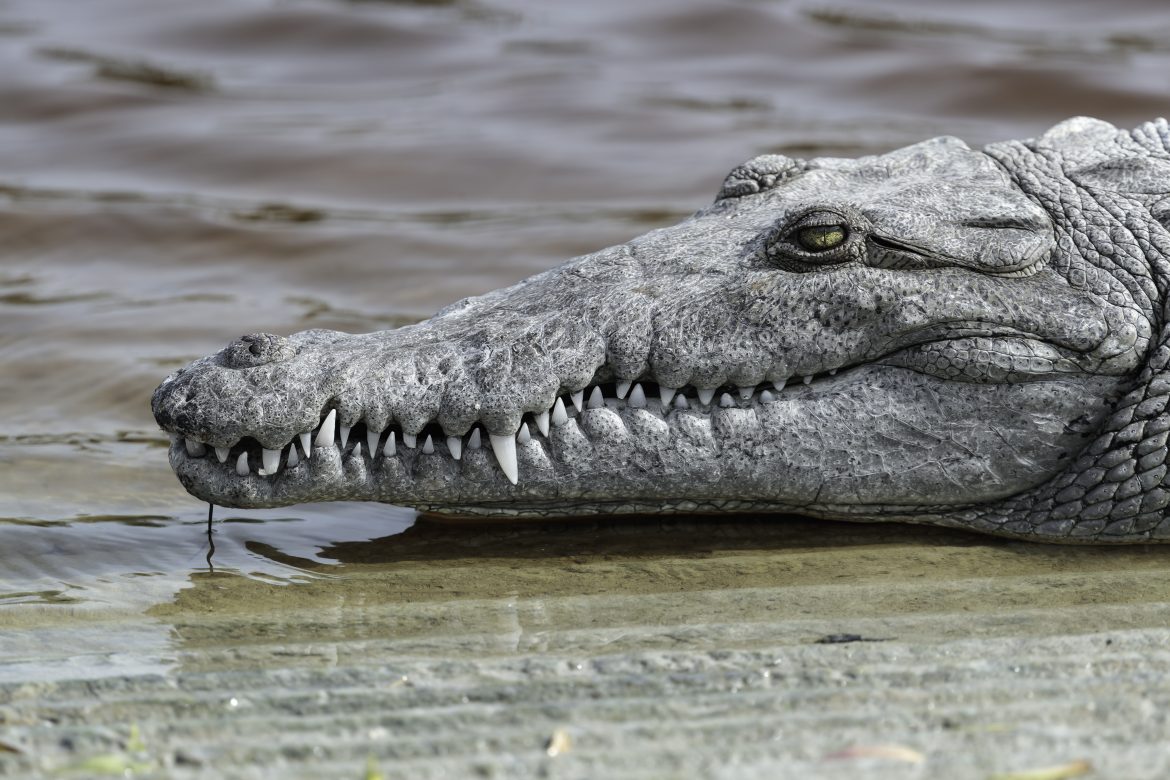 Virgin Birth Phenomenon Witnessed in Solitary Crocodile at Costa Rica Zoo