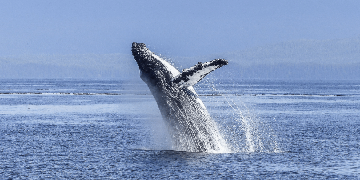 Costa Rica’s Golfo Dulce Crowned Latin America’s Whale Mecca