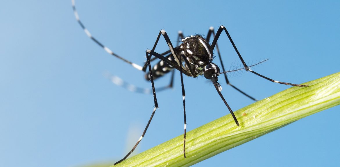 The Zika Virus & Its Lifelong Effect on Children