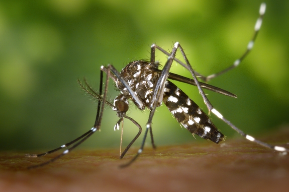 zika virus costa rica main